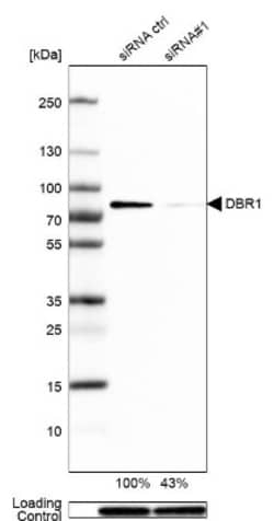 DBR1 Antibody, Novus Biologicals 0.1mL; Unlabeled:Antibodies, Polyclonal